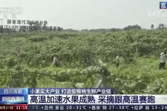 央視新聞中的天然蕓苔素、生物農藥助力綠色農業(yè)、品牌農產(chǎn)品更有價(jià)值