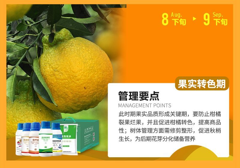 此時(shí)期果實(shí)品質(zhì)形成關(guān)鍵期，要防止柑橘裂果爛果，并且促進(jìn)柑橘轉色，提高商品性;樹(shù)體管理方面需修剪整形，促進(jìn)秋梢生長(cháng)，為后期花芽分化儲備營(yíng)養
