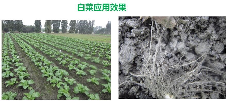氨基寡糖素 - 植物的免疫衛士，根結線(xiàn)蟲(chóng)的克星