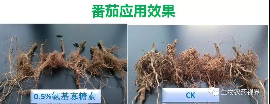 氨基寡糖素 - 植物的免疫衛士，根結線(xiàn)蟲(chóng)的克星