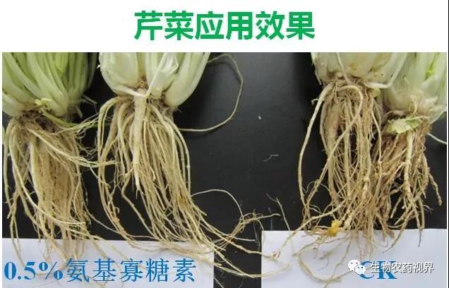 氨基寡糖素 - 植物的免疫衛士，根結線(xiàn)蟲(chóng)的克星