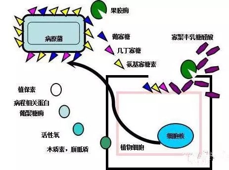 氨基寡糖素 - 植物的免疫衛士，根結線(xiàn)蟲(chóng)的克星