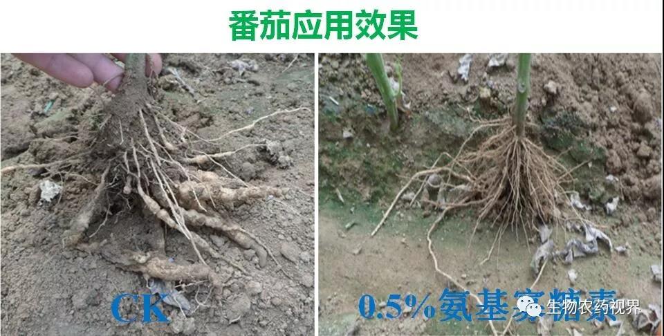 氨基寡糖素 - 植物的免疫衛士，根結線(xiàn)蟲(chóng)的克星