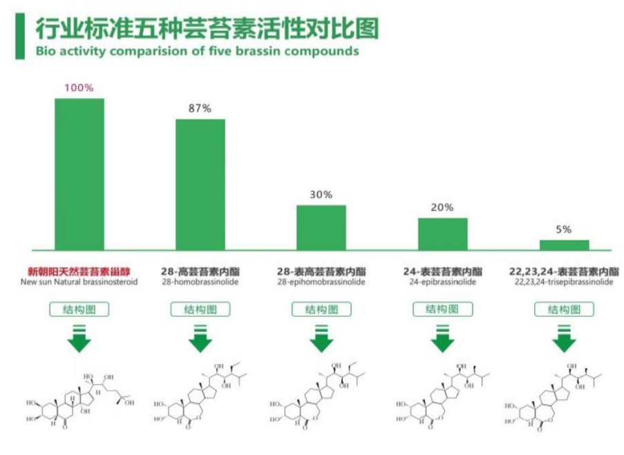 小麥拌種選新朝陽(yáng)天然蕓苔素，讓小麥高產(chǎn)贏(yíng)在起跑線(xiàn)上?。ㄐ←溤谑裁磿r(shí)候用蕓苔素效果最佳）