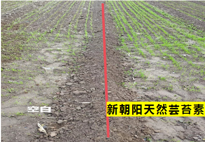 小麥拌種選新朝陽(yáng)天然蕓苔素，讓小麥高產(chǎn)贏(yíng)在起跑線(xiàn)上?。ㄐ←溤谑裁磿r(shí)候用蕓苔素效果最佳）
