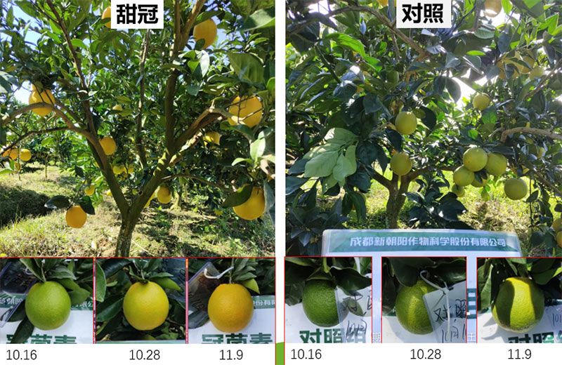 成都新朝陽(yáng)COR冠菌素入選“2025中國農業(yè)重大新產(chǎn)品”