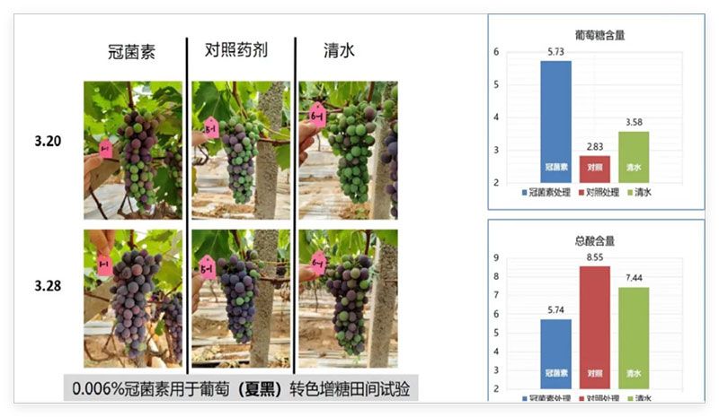 成都新朝陽(yáng)COR冠菌素入選“2025中國農業(yè)重大新產(chǎn)品”